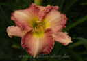 Berry Blitz, Rogers 2006, Height 24”, Höhe 61 cm