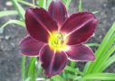 Best Beau, Wild 1983, Height 26”, Höhe 66 cm