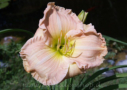 Big Mama, Hansen 1992, Height 22”, Höhe 56 cm
