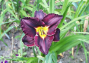 Black Briar Bay, Salter 1996, Height 27”, Höhe 69 cm