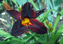 Black Plains, Mercer 1995, Height 28”, Höhe 71 cm