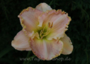 Bodacious Blush, Buntyn 2003, Height 28”, Höhe 71 cm