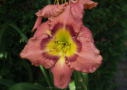 Bold Secret, Douglas 2000, Height 29”, Höhe 74 cm