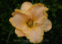 Browns Ferry Peaches N' Cream, Douglas 2008, Height 28”, Höhe 71 cm
