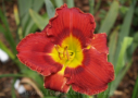 Carolina Red Bug, Tanner 2011, Height 25”, Höhe 64 cm