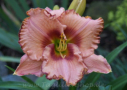 Cherry Charm, Hansen 2005, Height 32”, Höhe 81 cm