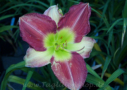 Cherry Pie Delight, Herrington 1992, Height 26”, Höhe 66 cm