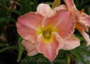 Come Spring, Houston 2003, Height 30”, Höhe 76 cm