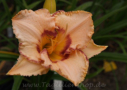 Cotillion Maiden, Petit 1999, Height 25”, Höhe 64 cm