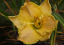 Crazy Larry, Hansen 2005, Height 24”, Höhe 61 cm