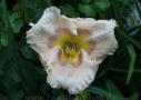 Crepe Beauty, Carter 1996, Height 28”, Höhe 71 cm