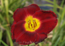 Crimean Crimson, Salter 2003, Height 28”, Höhe 71 cm