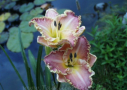 Enchanted April, Trimmer 1993, Height 24”, Höhe 61 cm