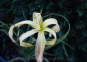 Exotic Twister, Shooter 2005, Height 37”, Höhe 94 cm