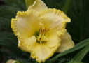 Florida's Garden Light, Grace-Smith 2003, Height 28”, Höhe 71 cm