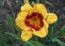 Fooled Me, Reilly-Hein 1990, Height 24”, Höhe 61 cm