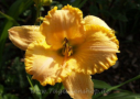 Forsyth Yellow River, LeFever 1995, Height 26”, Höhe 66 cm