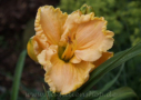 Frill Of It All, Santa Lucia 2004, Height 30”, Höhe 76 cm