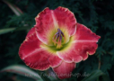 Gilded Scarlet, Smith-FR 2005, Height 30”, Höhe 76 cm