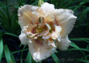 Hamton Magic, Trimmer 1993, Height 26”, Höhe 66 cm
