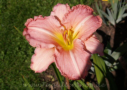 Indy Passion, Anderson 1995, Height 30”, Höhe 76 cm