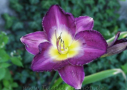 Jackie's Choice, Morss 1990, Height 24”, Höhe 61 cm