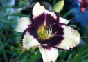 Jamaican Me Crazy, Trimmer 1999, Height 28”, Höhe 71 cm