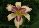 Judge Nancy, Hansen 2005, Height 30”, Höhe 76 cm