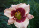 Just Like Candy, Morss 2003, Height 36”, Höhe 91 cm