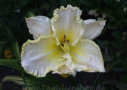 Mal, Stamile 1998, Height 30”, Höhe 76 cm