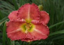 Mansfield Plantation, Douglas 2006, Height 27”, Höhe 69 cm