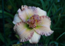 Mountain Almond, Billingslea 1991, Height 21”, Höhe 53 cm