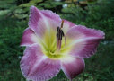 Myrt Webster, Webster 1992, Height 26”, Höhe 66 cm