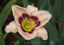 Regal Eye, Douglas 1999, Height 24”, Höhe 61 cm