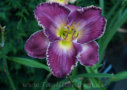 Regal Majesty, Salter 1996, Height 28”, Höhe 71 cm