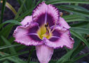 Regal Wedding, Douglas 2001, Height 22”, Höhe 56 cm