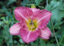 Regency Spring, Salter 1996, Height 26”, Höhe 66 cm