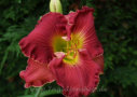 Relentless Interloper, Hansen 2004, Height 38”, Höhe 97 cm