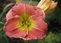 Rose Emily, Pierce 1982, Height 18”, Höhe 46 cm