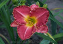 Rose Fireglow, Stamile 2000, Height 28”, Höhe 71 cm